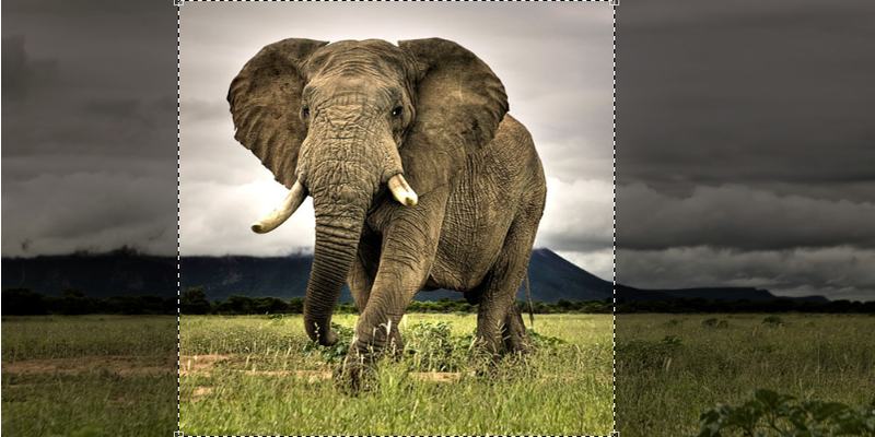 The new crop window is correctly assuming that the elephant is the most interesting part of the picture.